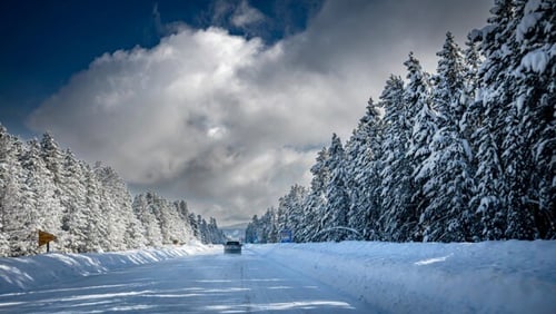 Winter scenery - Row of pine trees covered in snow