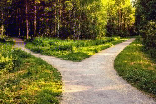 dirt path in woods splitting in to two directions